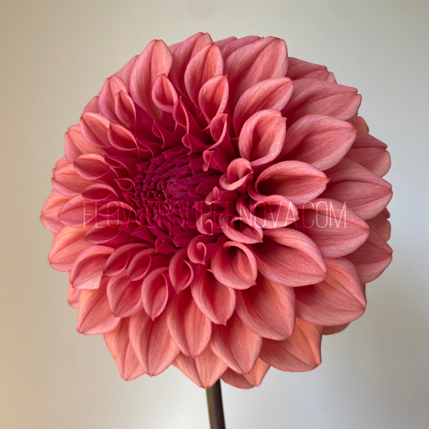 Dahlia Orange Globe - LIMIT 1