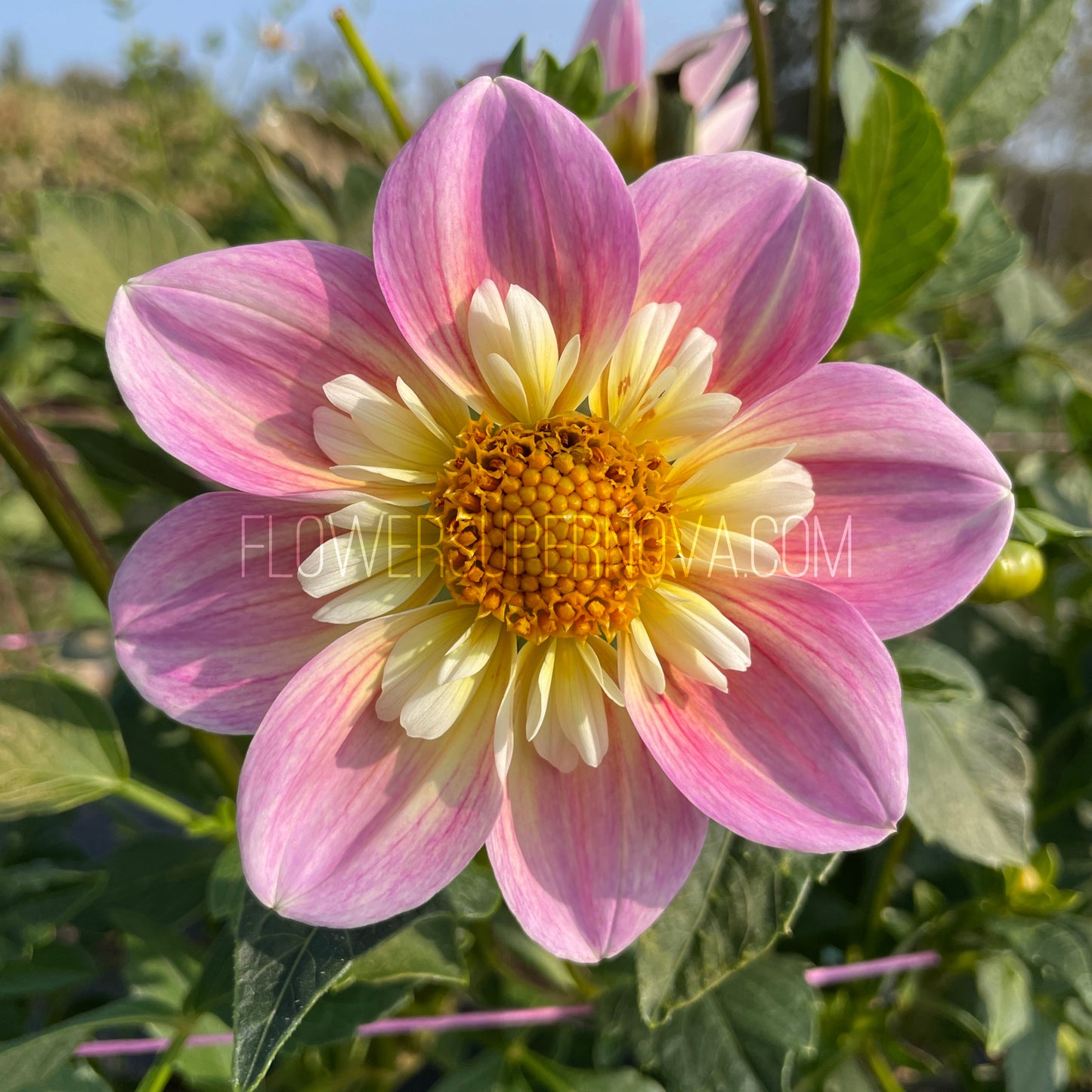 Dahlia Ferncliff Dolly
