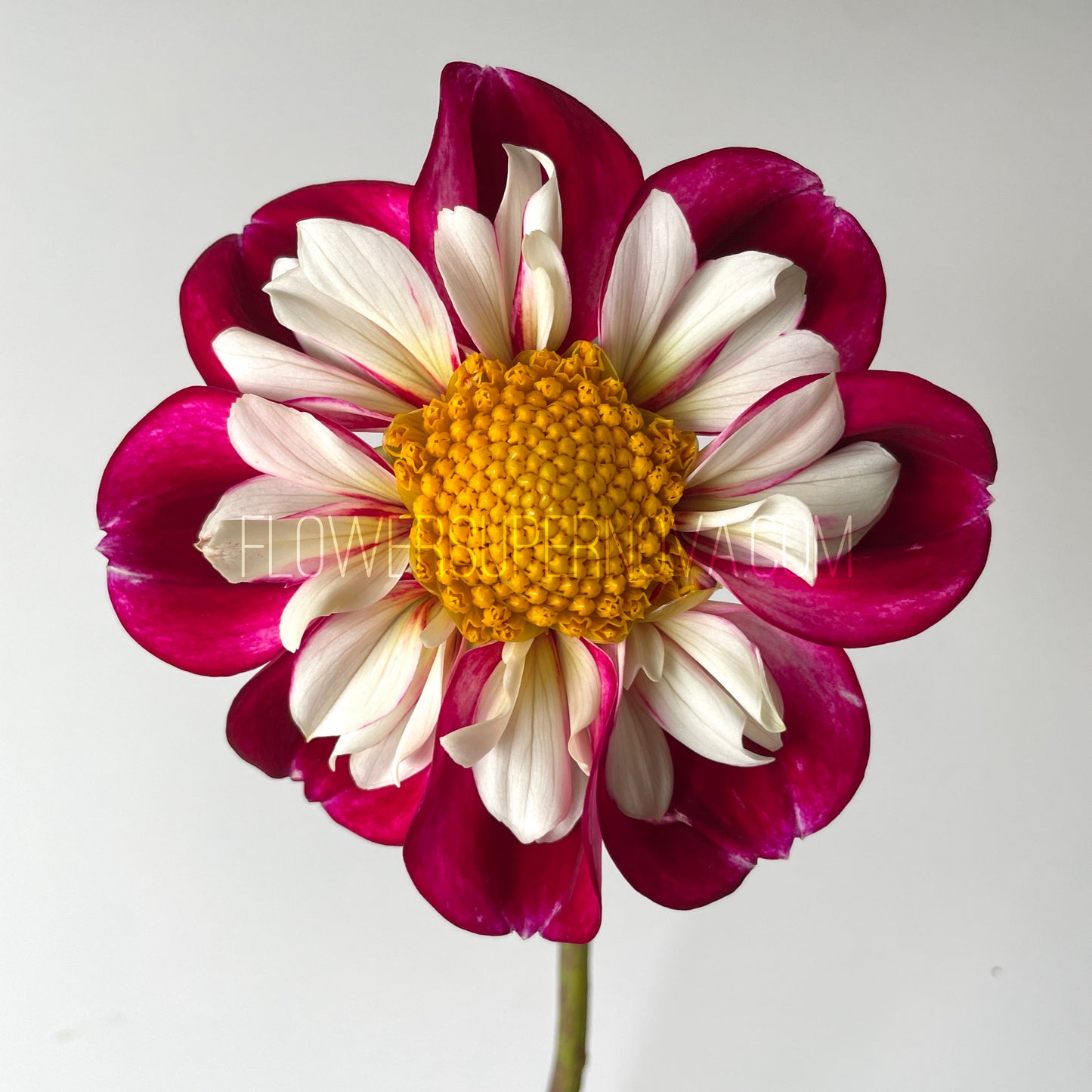 Dahlia Bumble Rumble