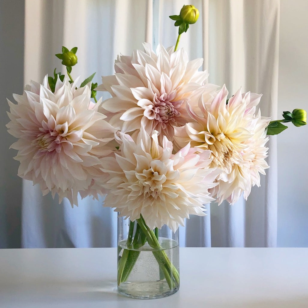 Dahlia Cafe au Lait blush pink flowers