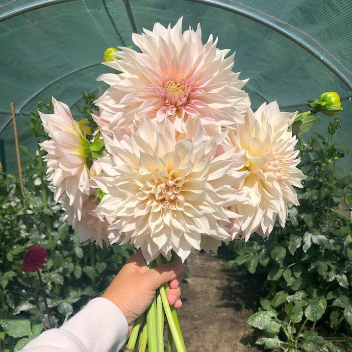 Dahlia Cafe au Lait blush pink flowers