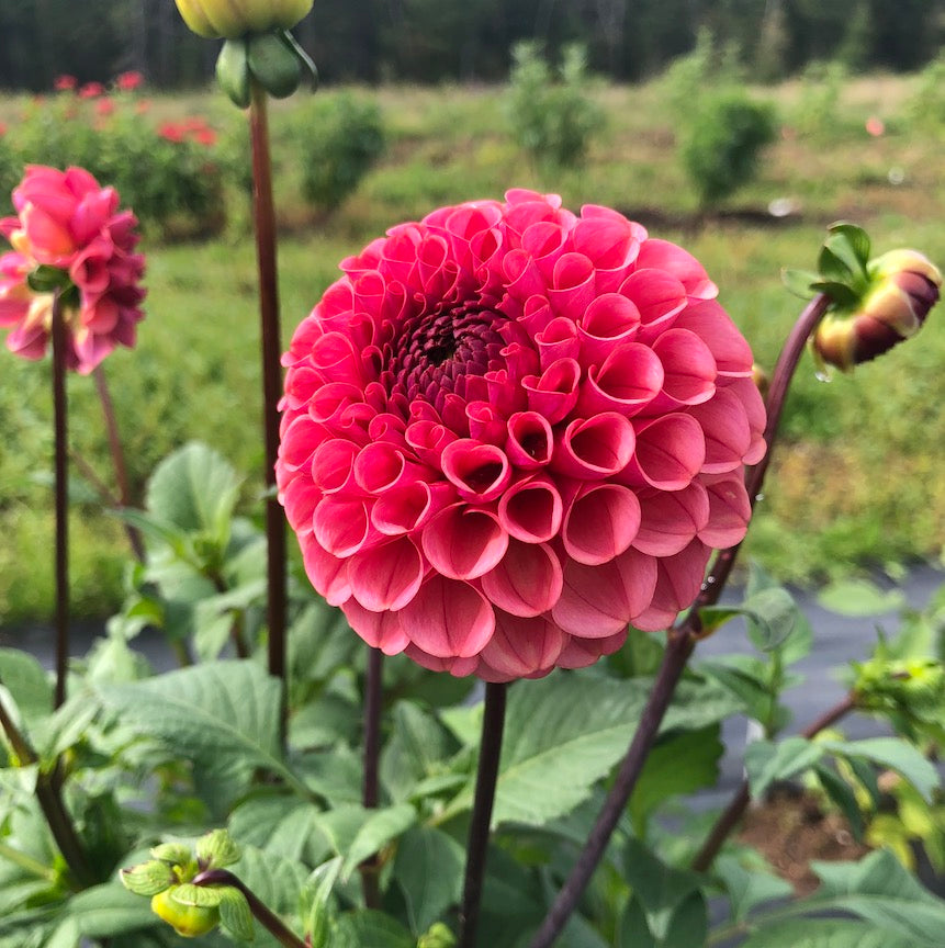 Dahlia Ferncliff Rusty flower in garden