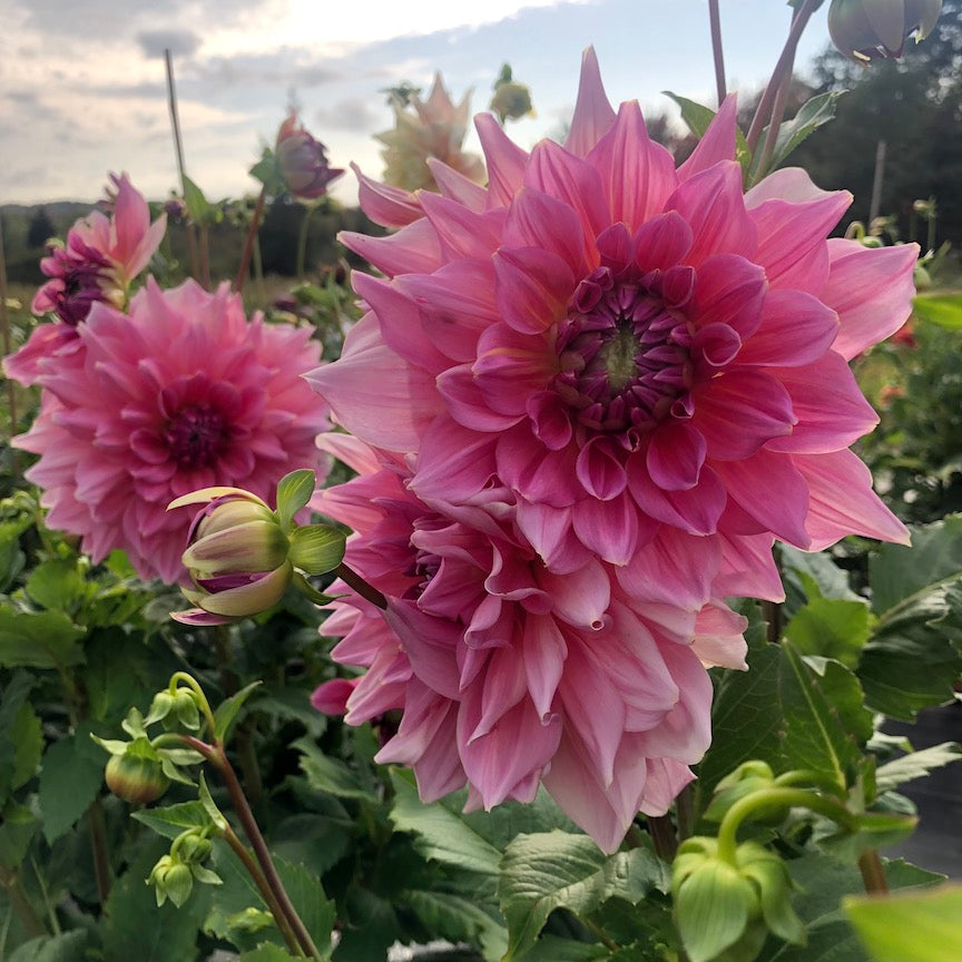Dahlia Otto's Thrill flowers in garden