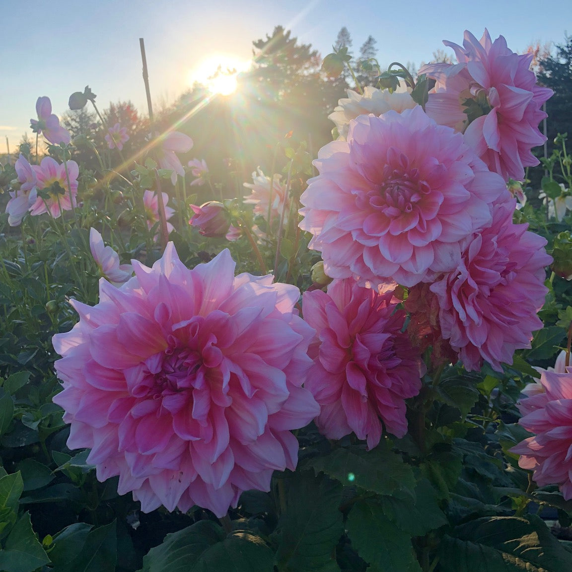 Dahlia Otto's Thrill pink flowers in garden