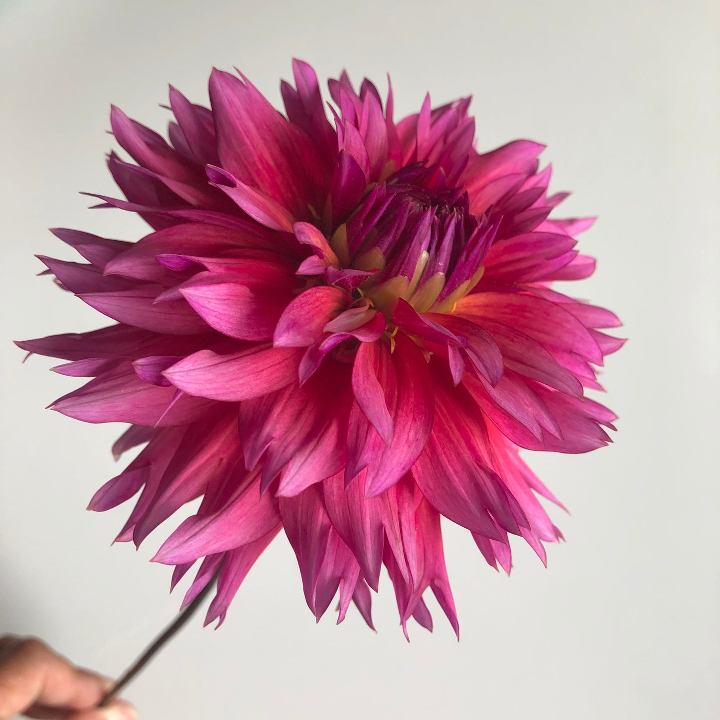 Dahlia Sonic Bloom