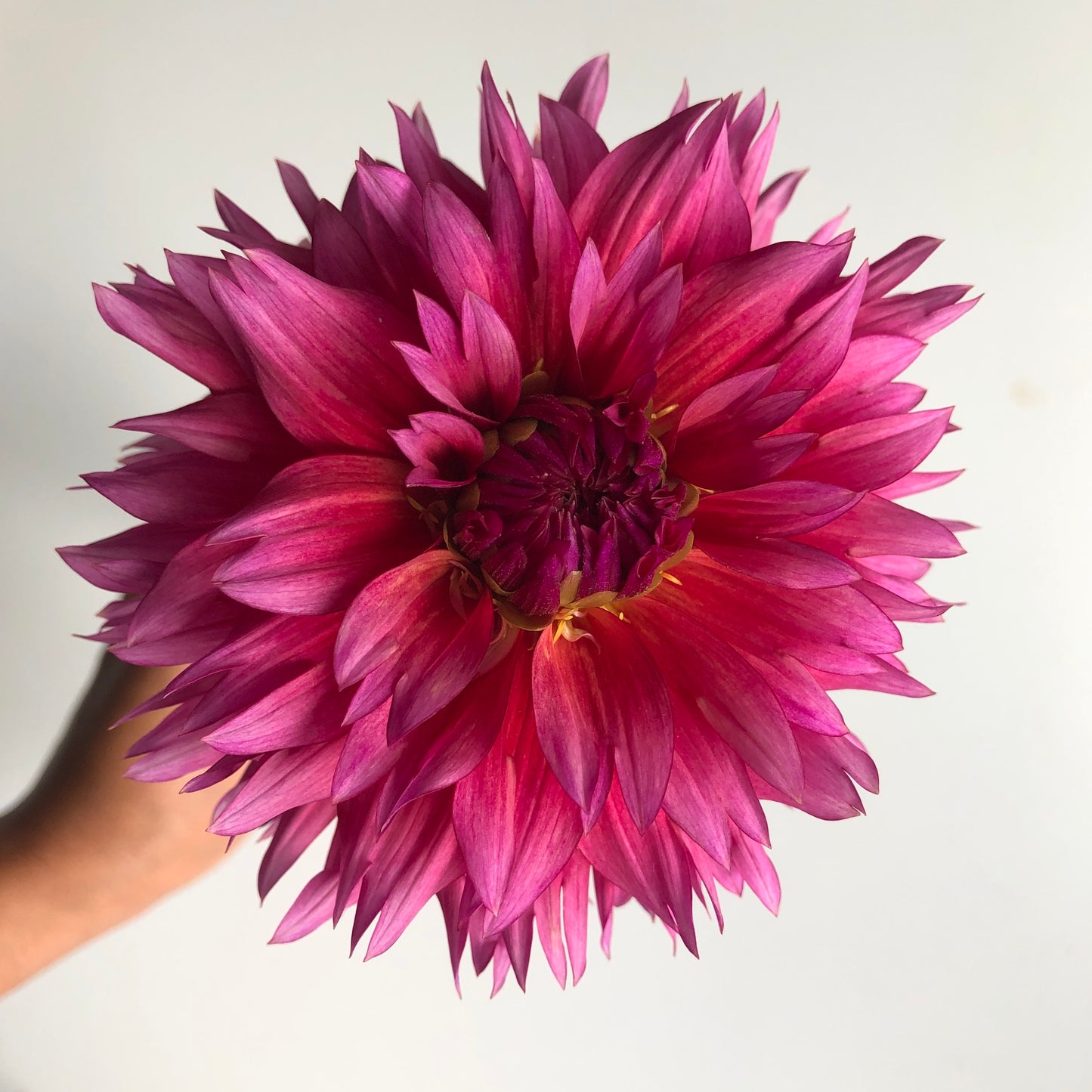 Dahlia Sonic Bloom