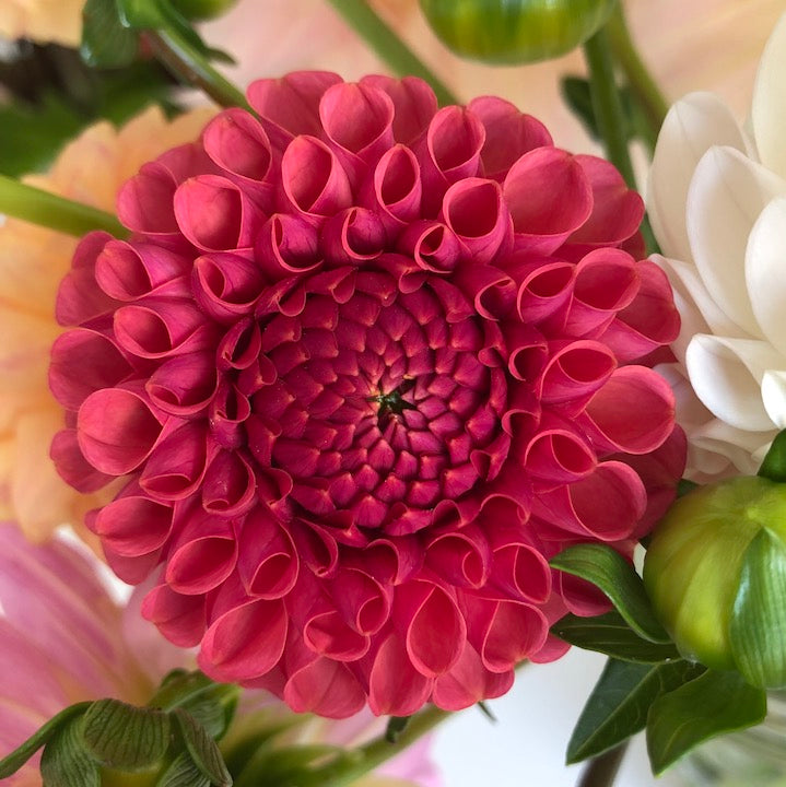 Dahlia Ferncliff Rusty ball shaped flower