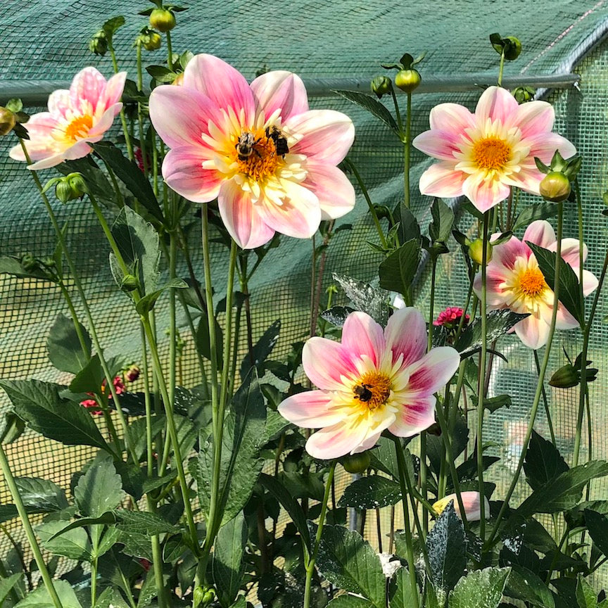 Dahlia Ferncliff Dolly flowers bees
