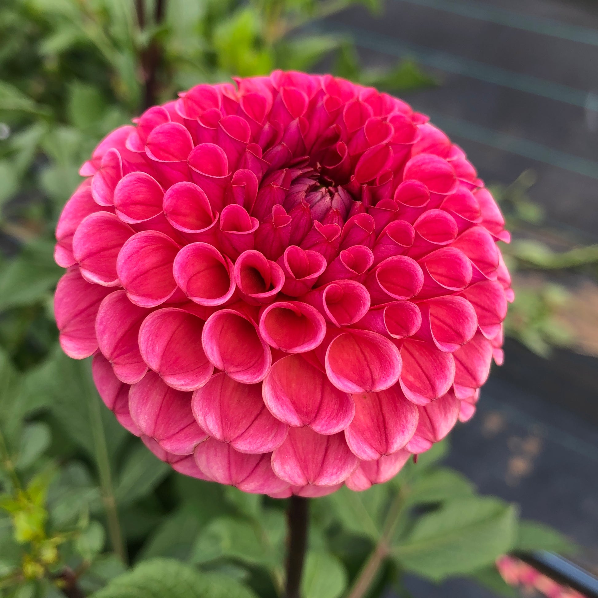 Ferncliff Rusty Dahlia Flower Close Up
