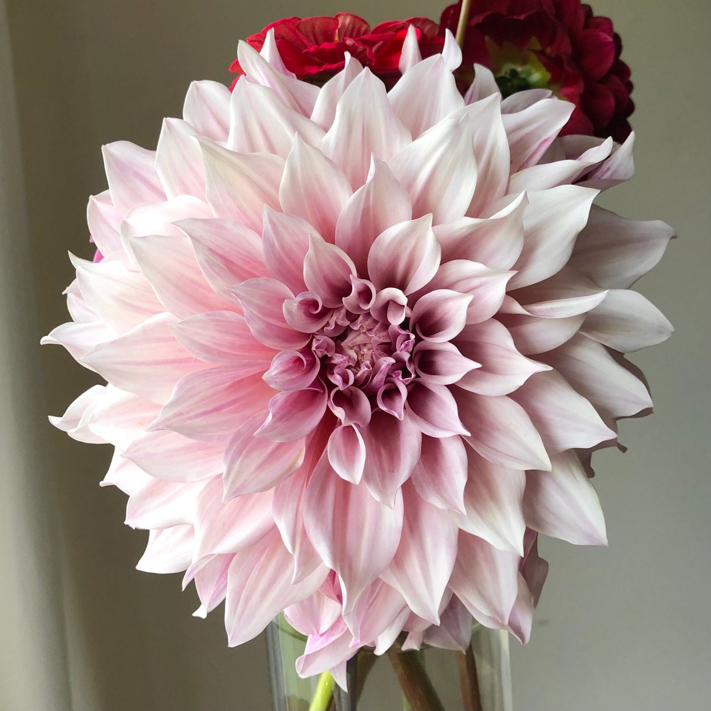 Dahlia Cafe au Lait