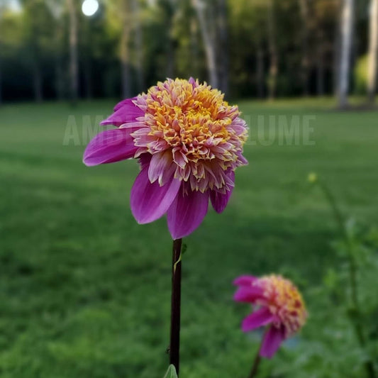 Dahlia Van Isle Rosy Maple