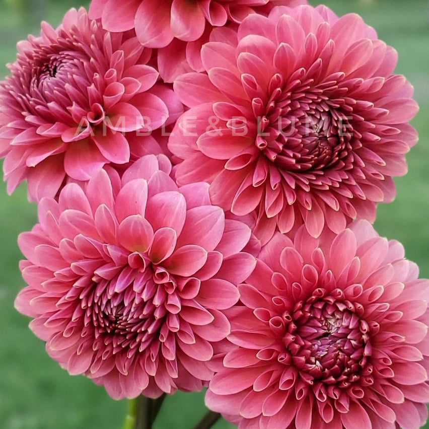 Dahlia Clearview Pataha