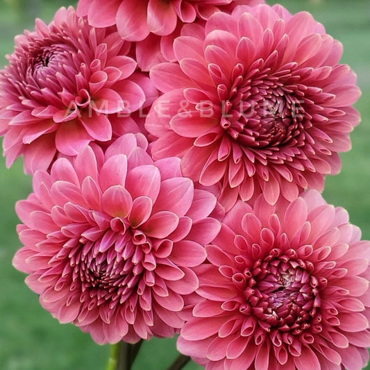 Dahlia Clearview Pataha