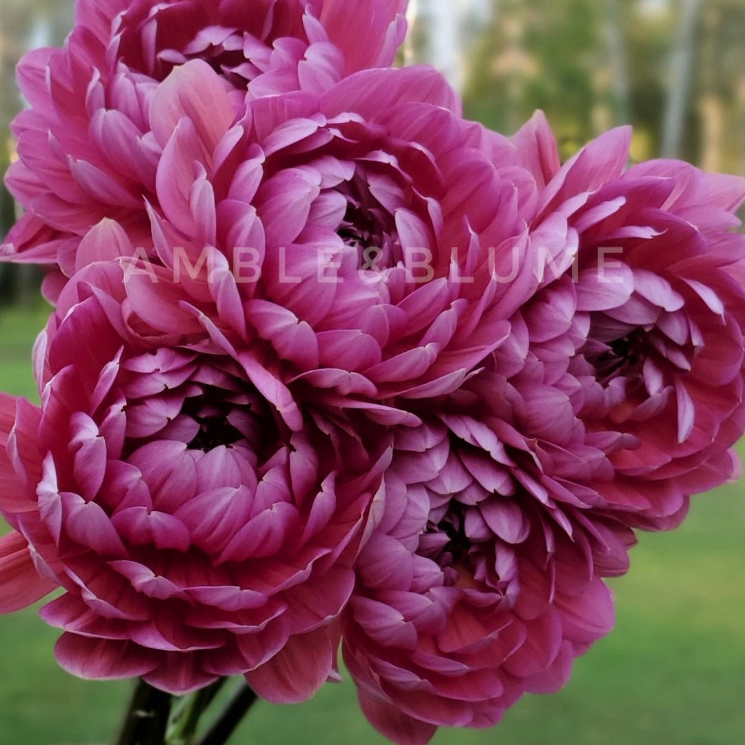 Dahlia Hollyhill Daydream