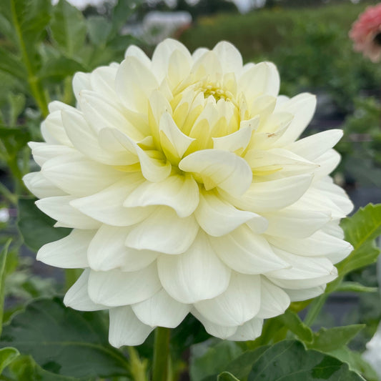 Dahlia Van Isle Cirrus - LIMIT 1