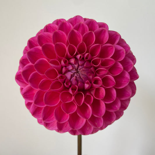 Dahlia Dikara Superb