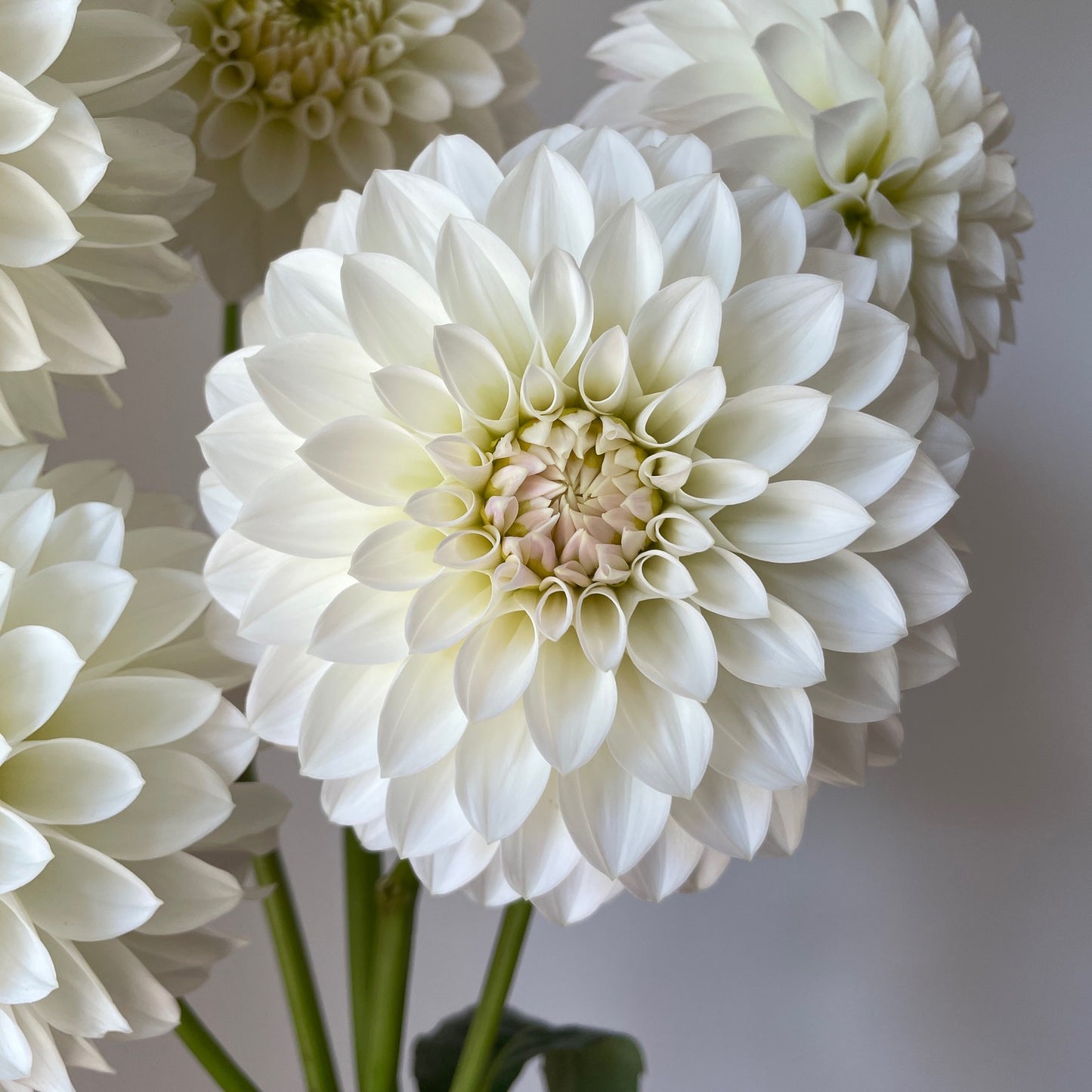 Dahlia SC-SWJ - LIMIT 1