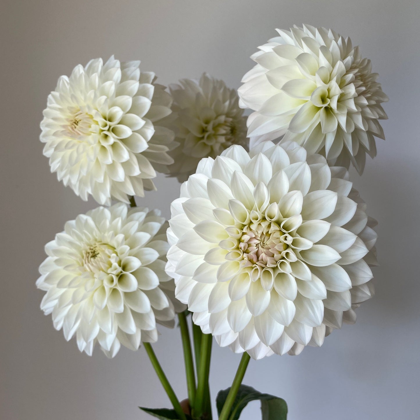 Dahlia SC-SWJ - LIMIT 1