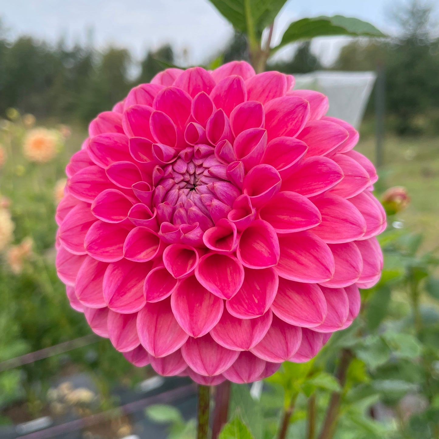 Dahlia Dikara Superb
