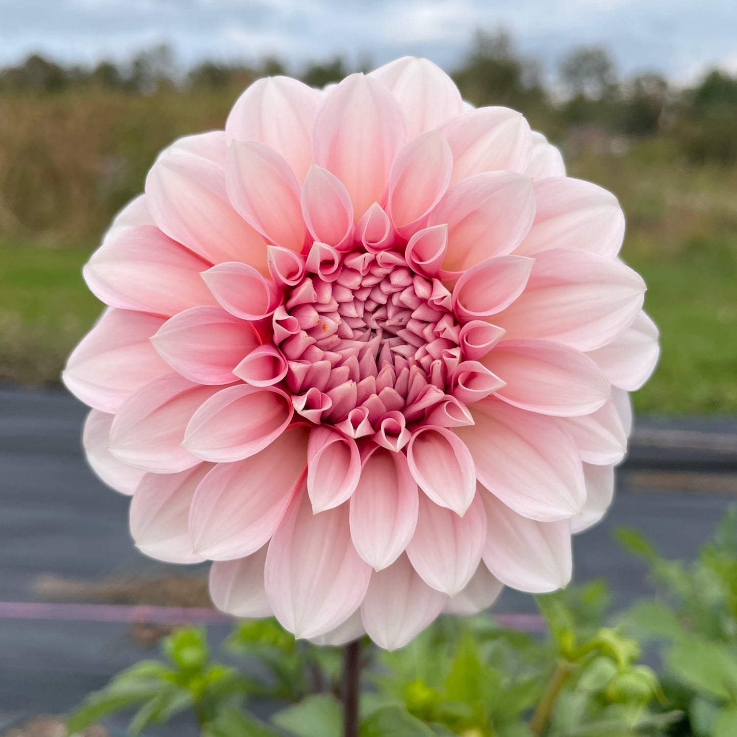 Dahlia RM Baby Girl