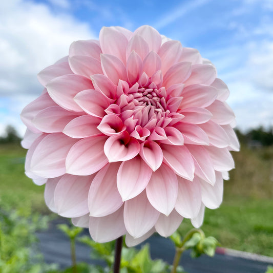 Dahlia RM Baby Girl