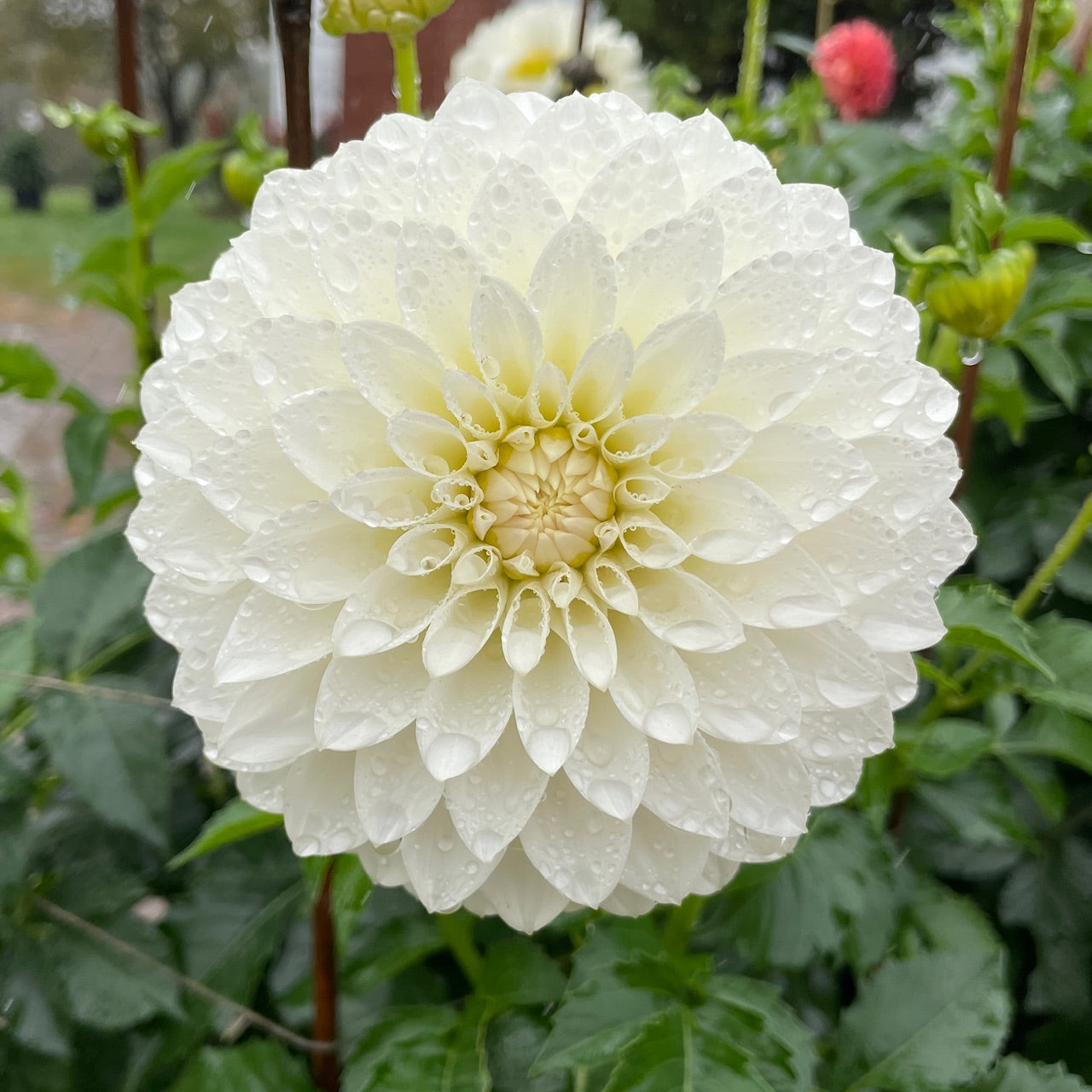 Dahlia SC-SWJ - LIMIT 1