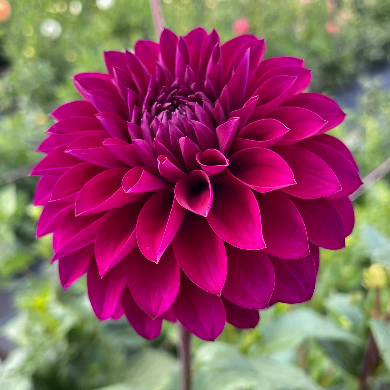 Dahlia Van Isle Royale - LIMIT 1