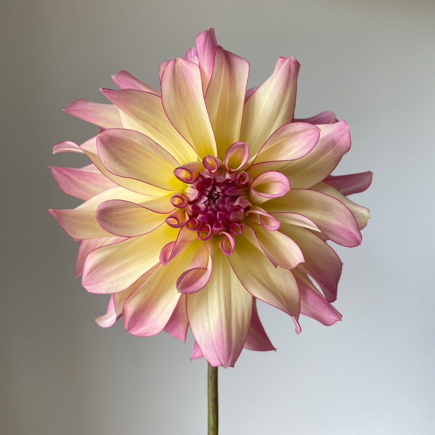 Dahlia AC Twisp - LIMIT 1