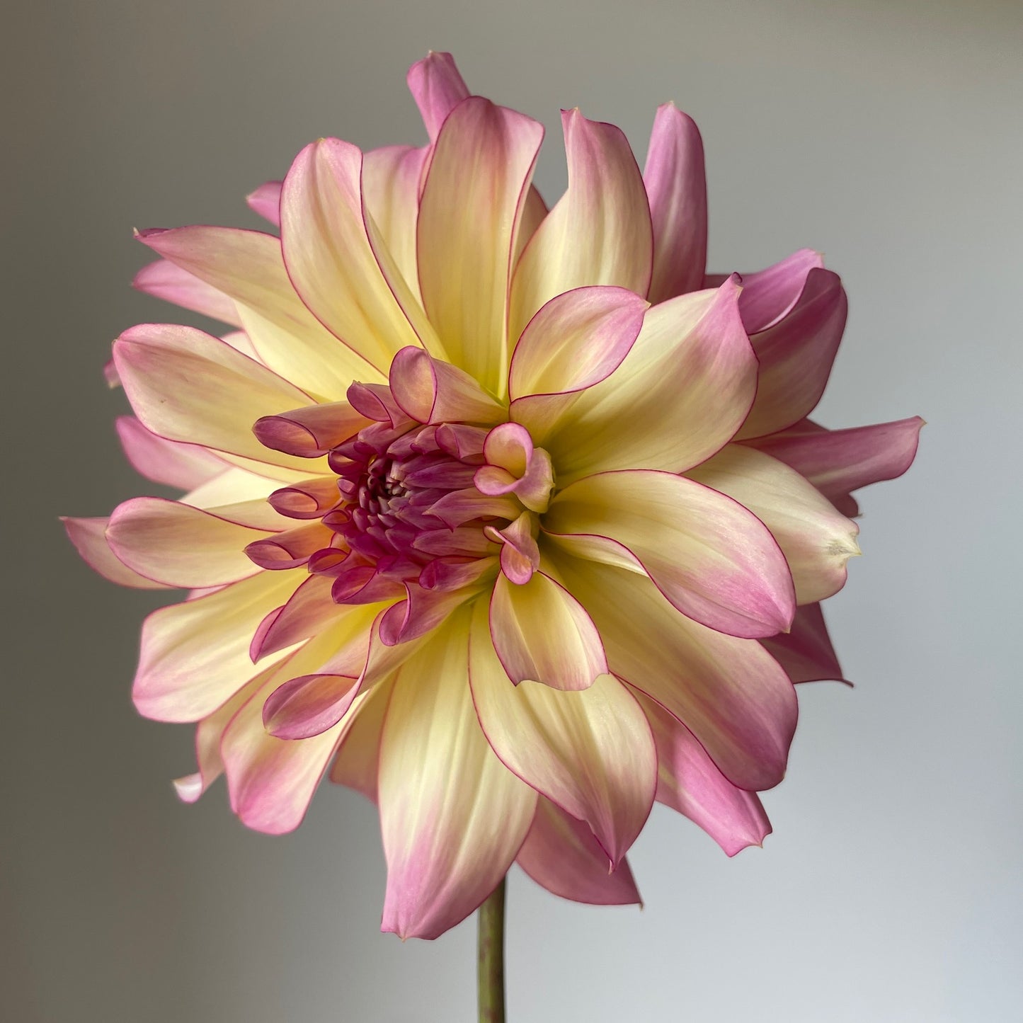 Dahlia AC Twisp - LIMIT 1