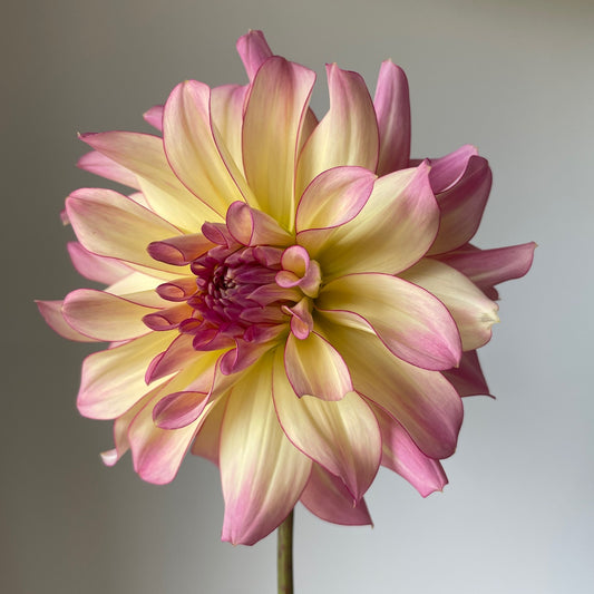 Dahlia AC Twisp - LIMIT 1