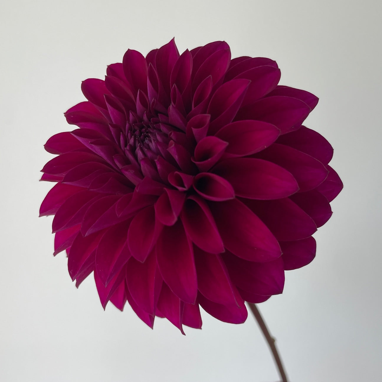 Dahlia Van Isle Royale - LIMIT 1
