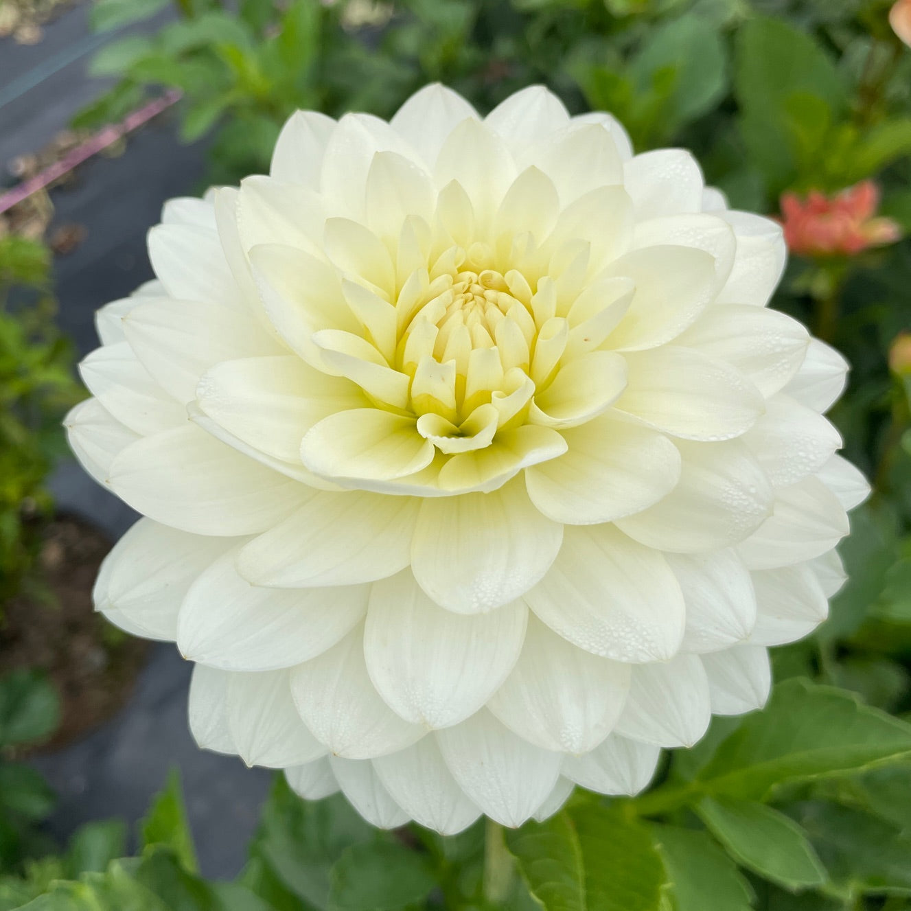 Dahlia Van Isle Cirrus - LIMIT 1