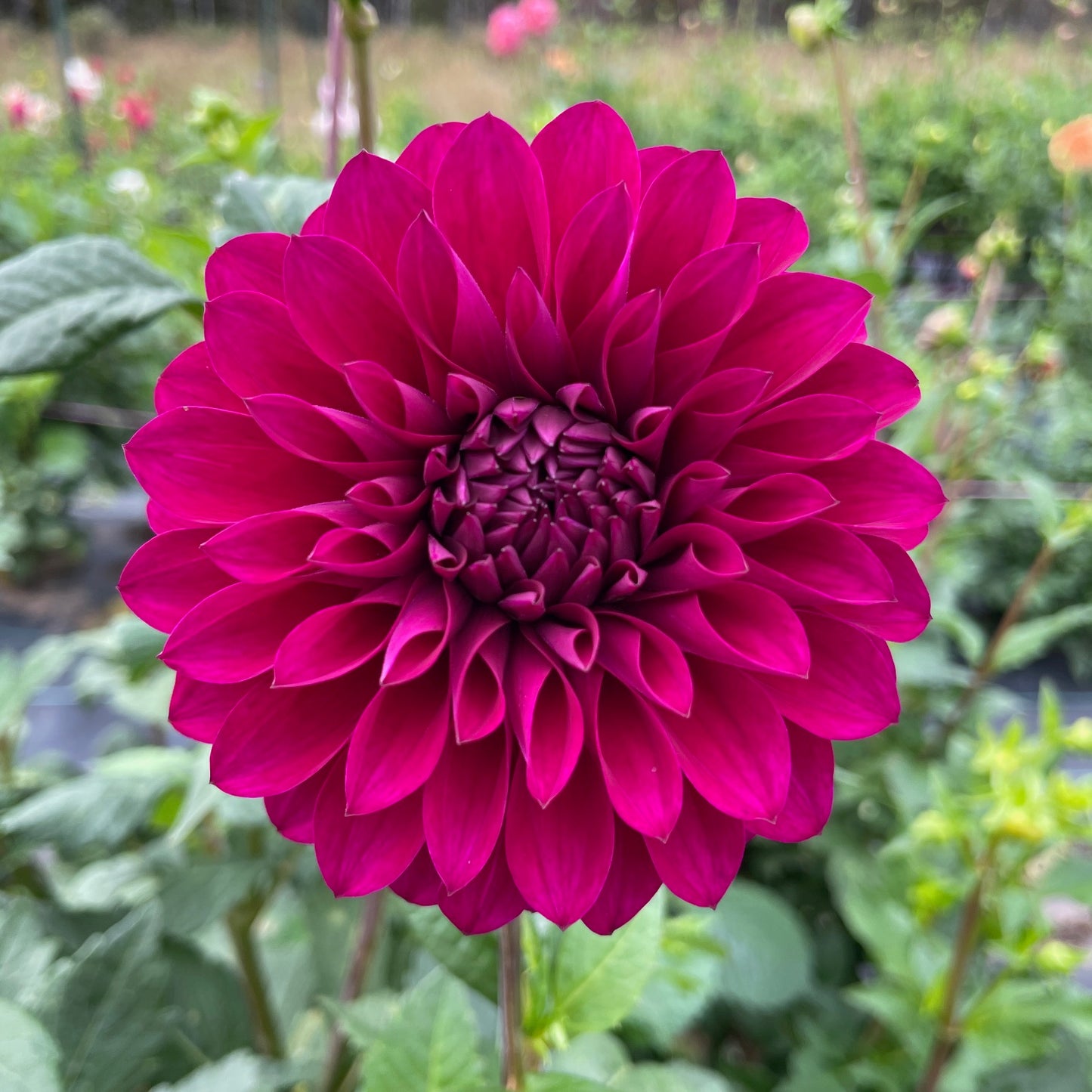 Dahlia Van Isle Royale - LIMIT 1