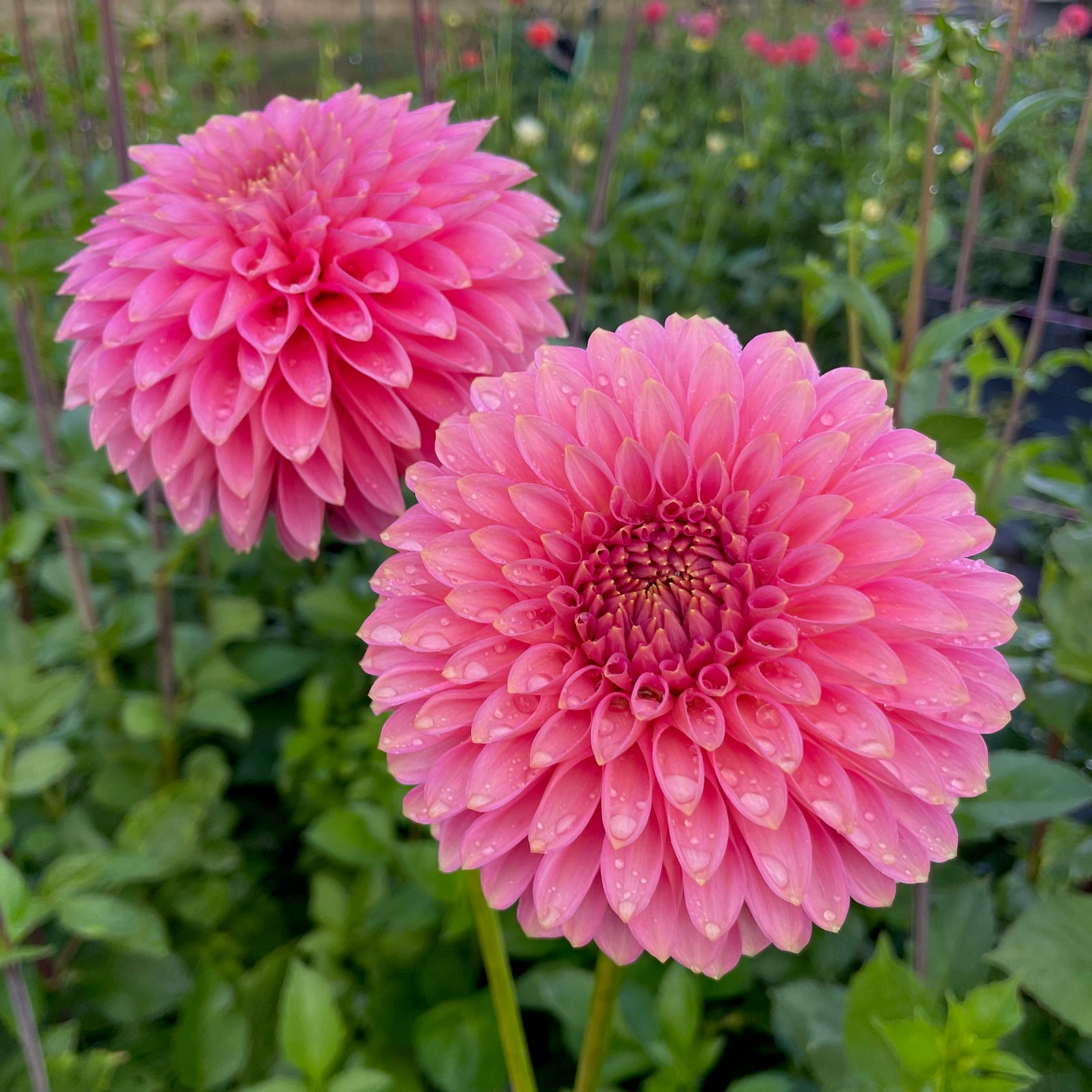 Dahlia Bloomquist Pink Parfait - LIMIT 1