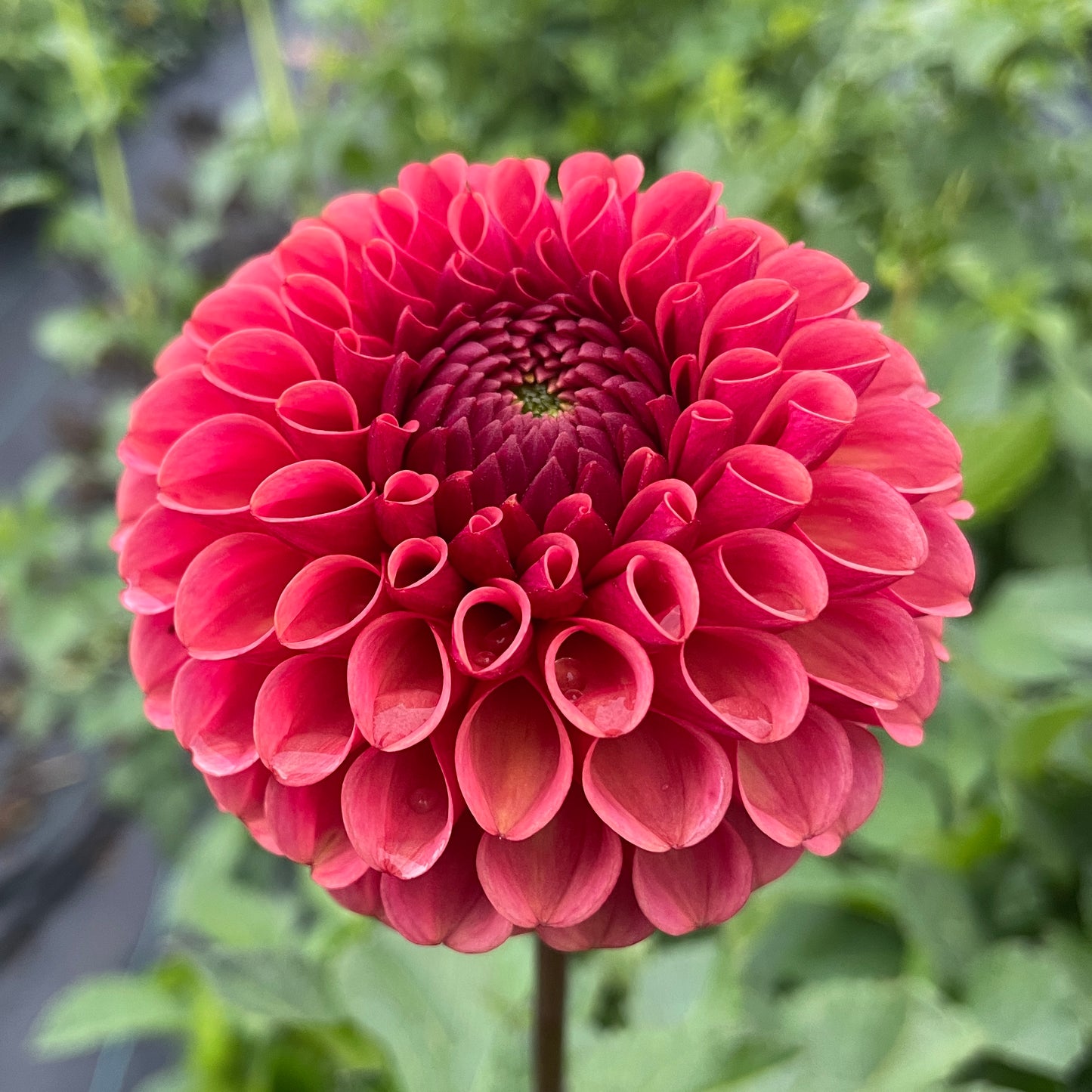 Dahlia Ferncliff Kathleen