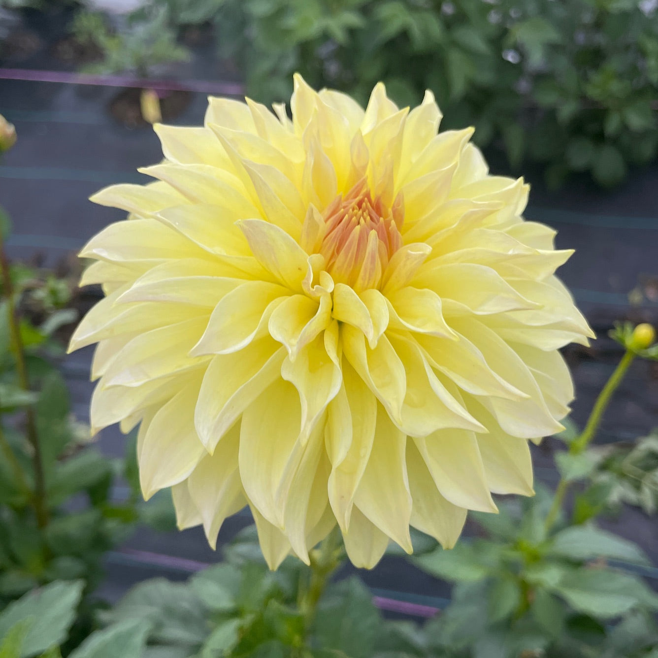 Dahlia Born Sty - LIMIT 1