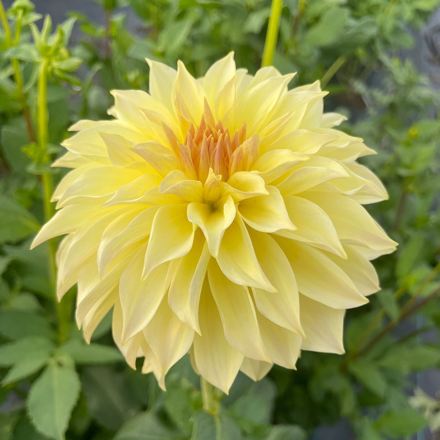Dahlia Born Sty - LIMIT 1