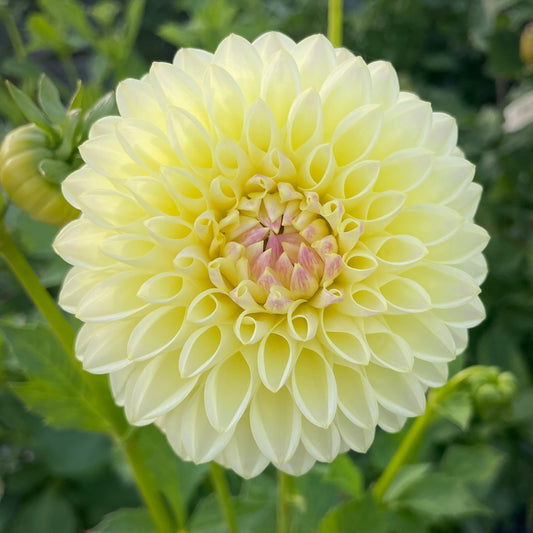 Dahlia Ferncliff Bliss