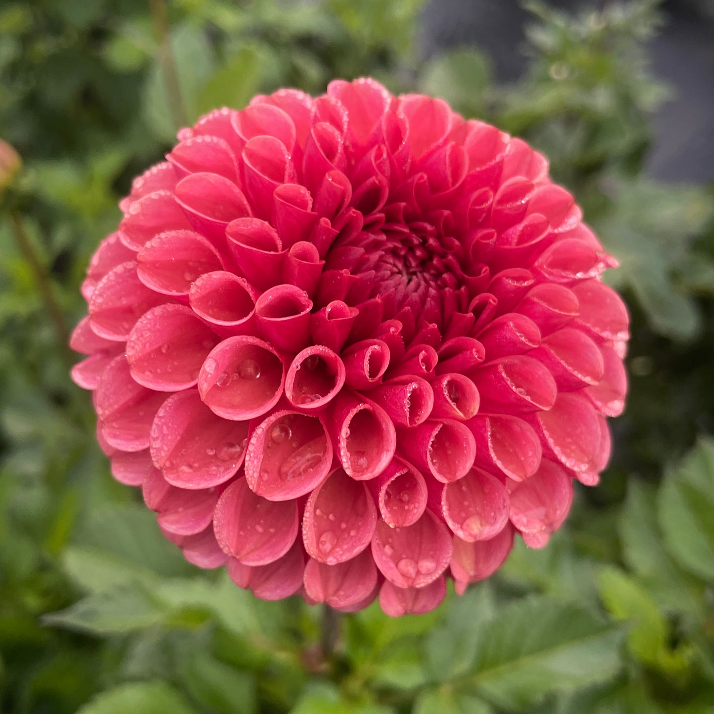 Dahlia Ferncliff Kathleen