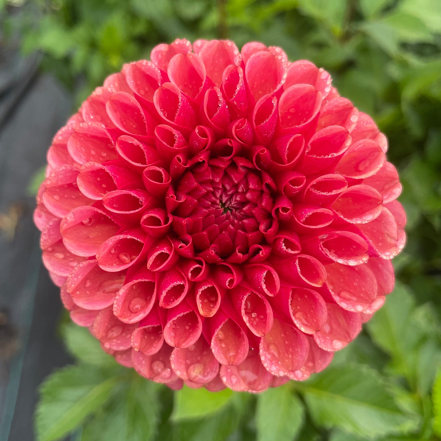 Dahlia Ferncliff Kathleen