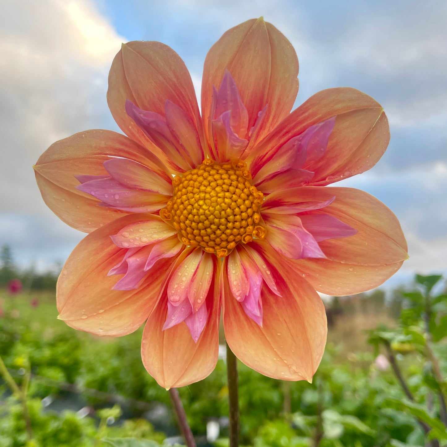 Dahlia Orange Hype