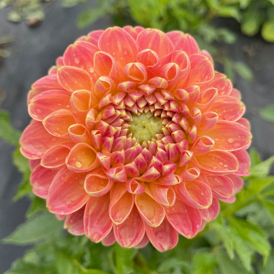 Dahlia Crichton Honey