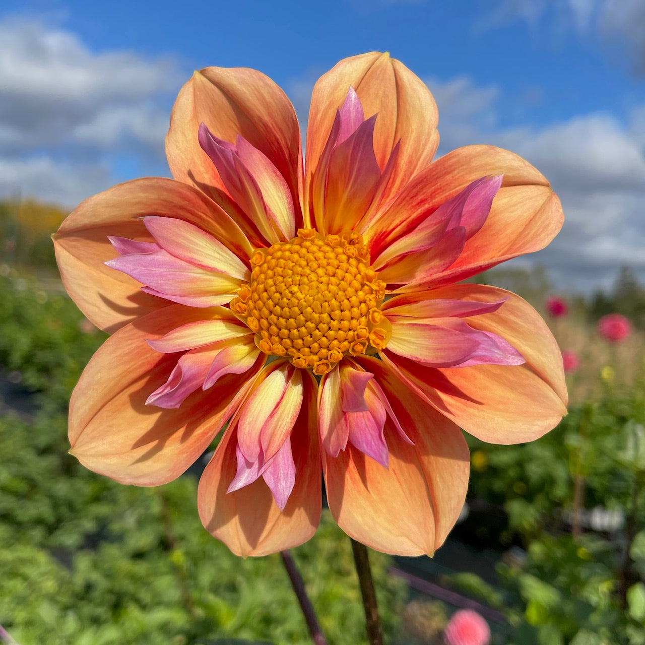 Dahlia Orange Hype