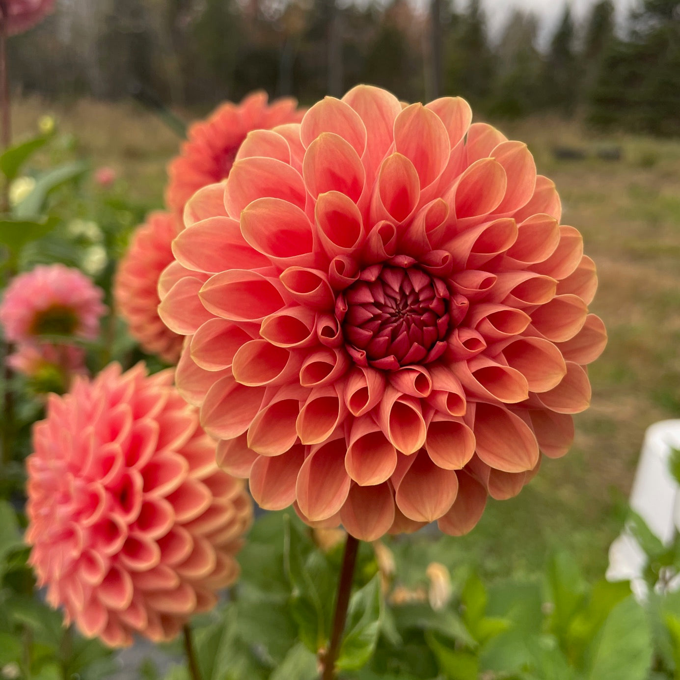 Dahlia CHi Chuckles