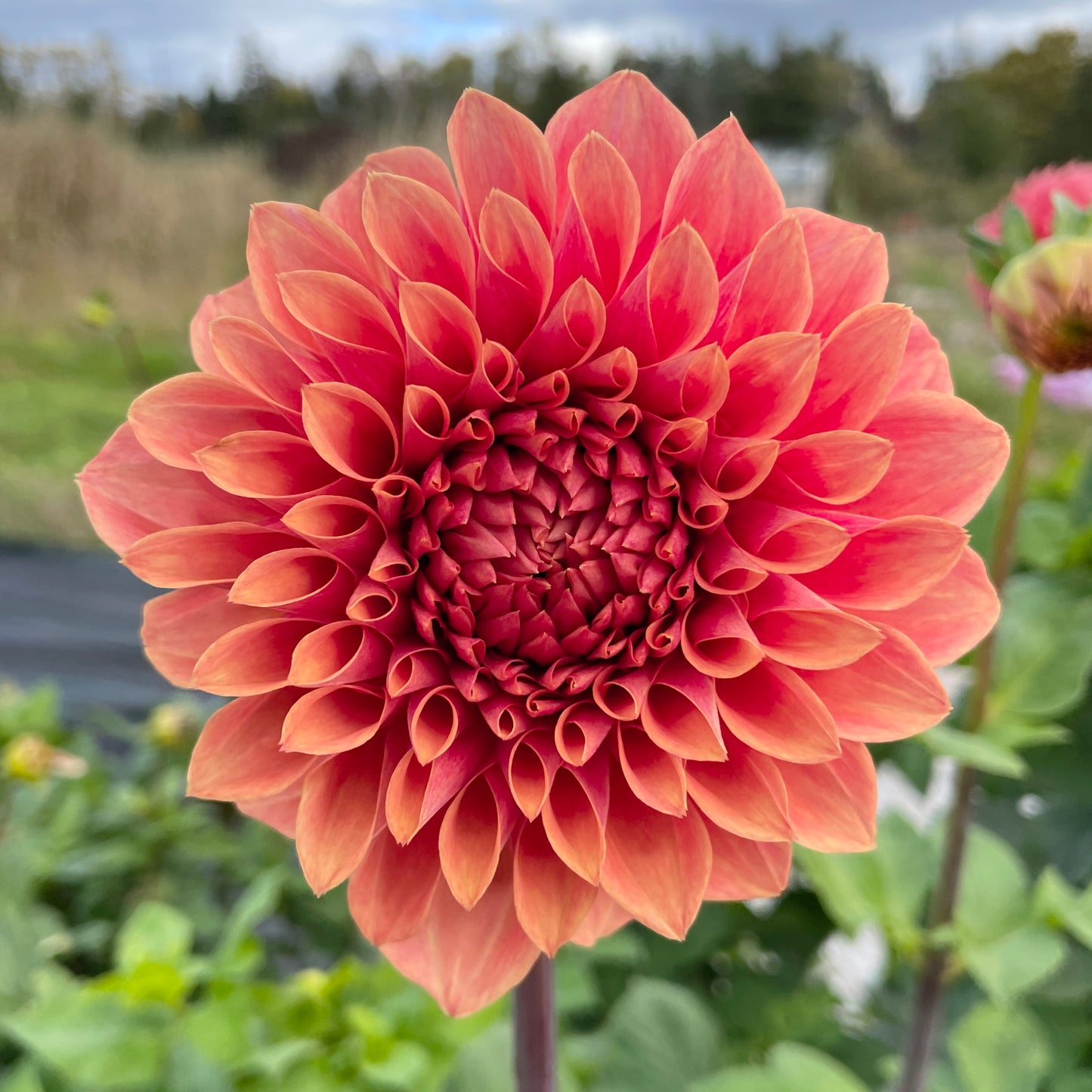 Dahlia Hy Beacon