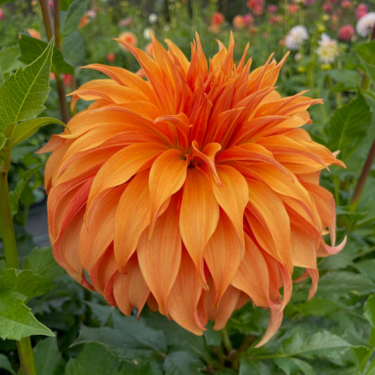Dahlia Bloomquist Jean