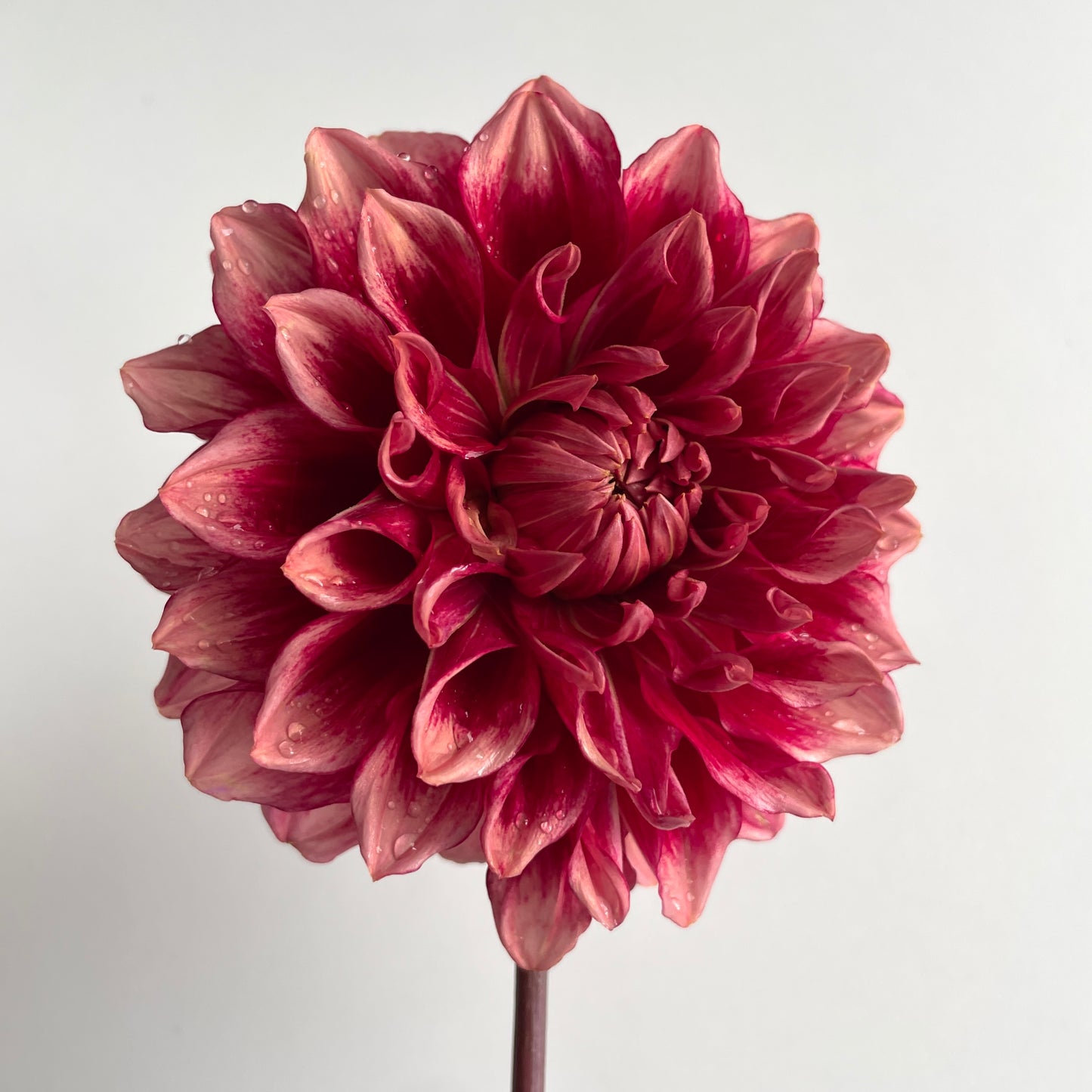 Dahlia Bloomquist York