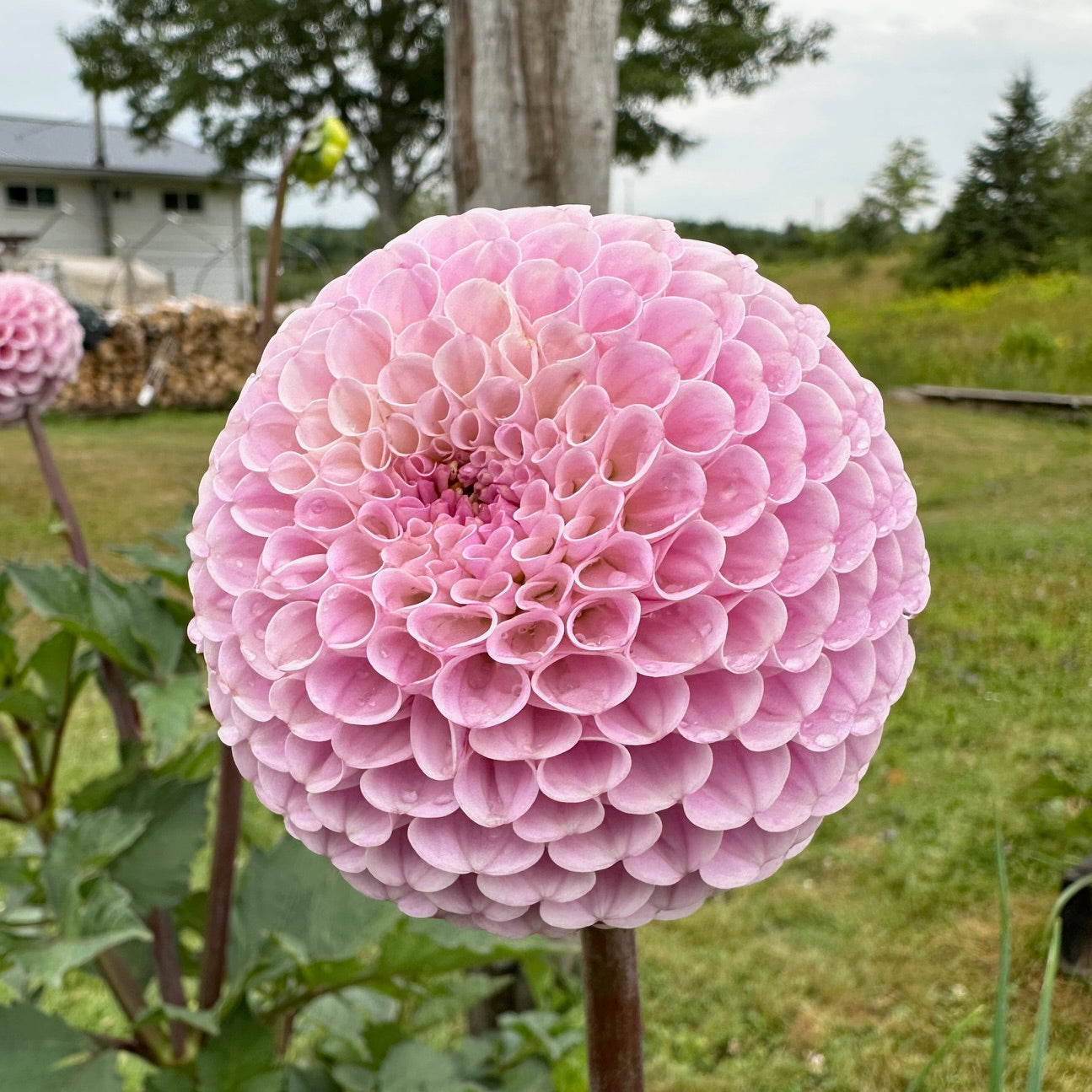 Dahlia 20th Ave Delicada - LIMIT 1