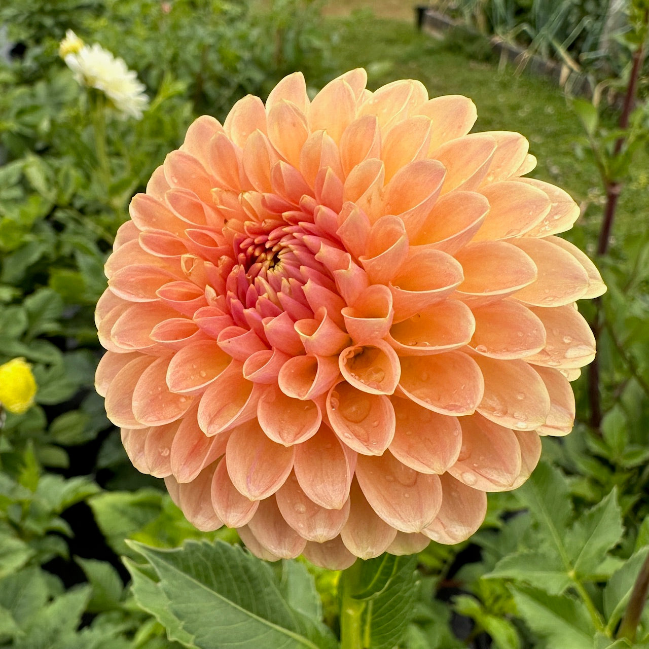 Dahlia Verrone's Socrates - LIMIT 1