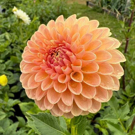 Dahlia Verrone's Socrates - LIMIT 1